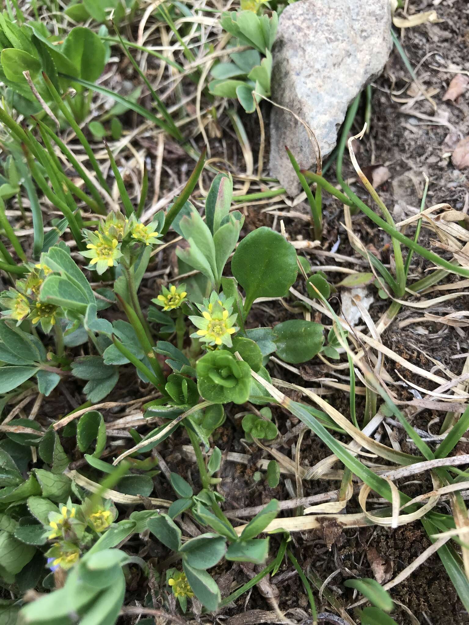 Imagem de Sibbaldia procumbens L.