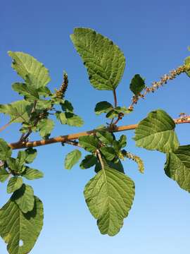 Image of slender amaranth