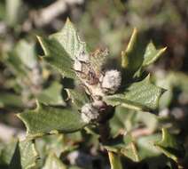 Image of Calistoga ceanothus