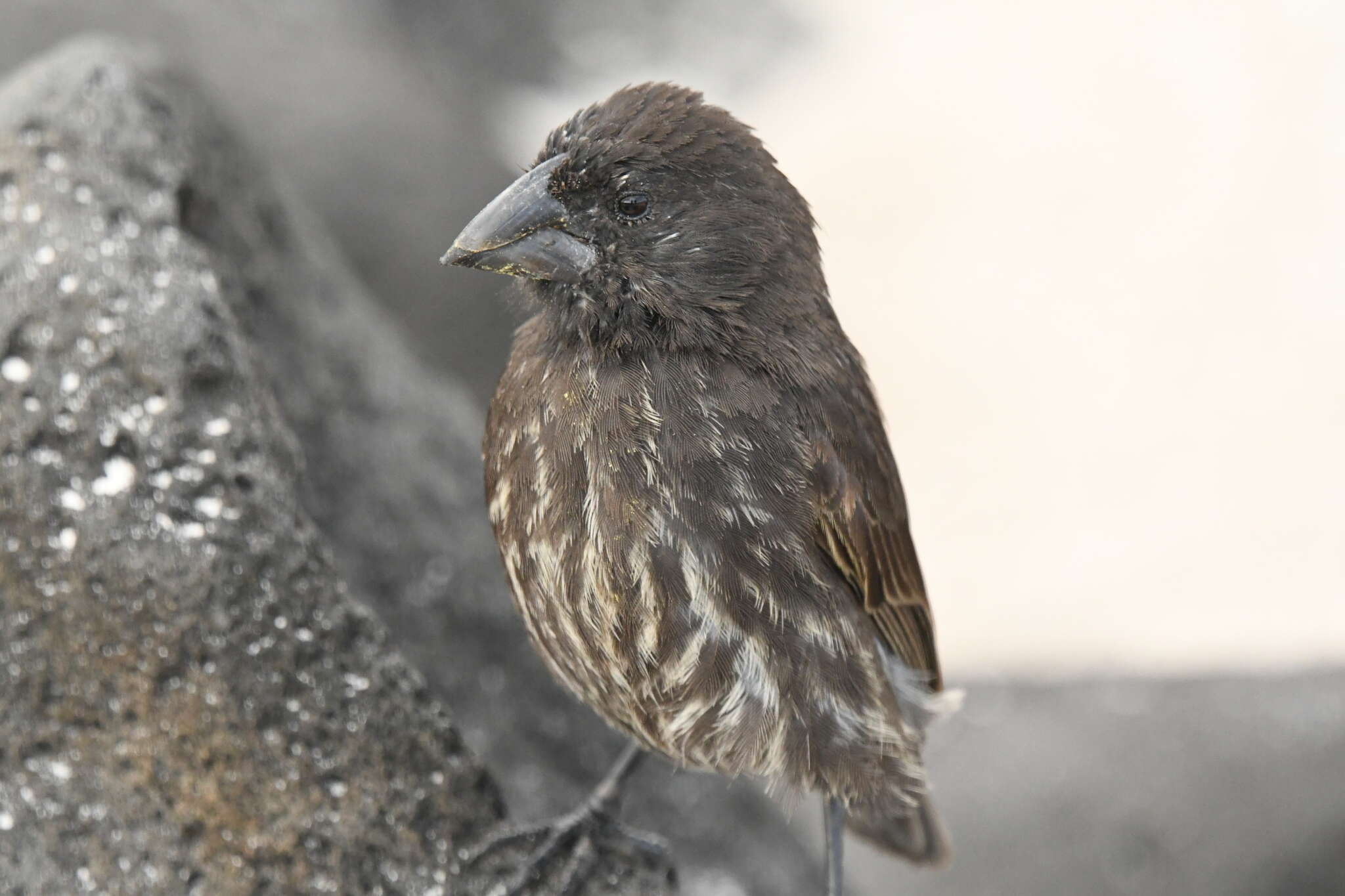 Image of Espanola Cactus Finch