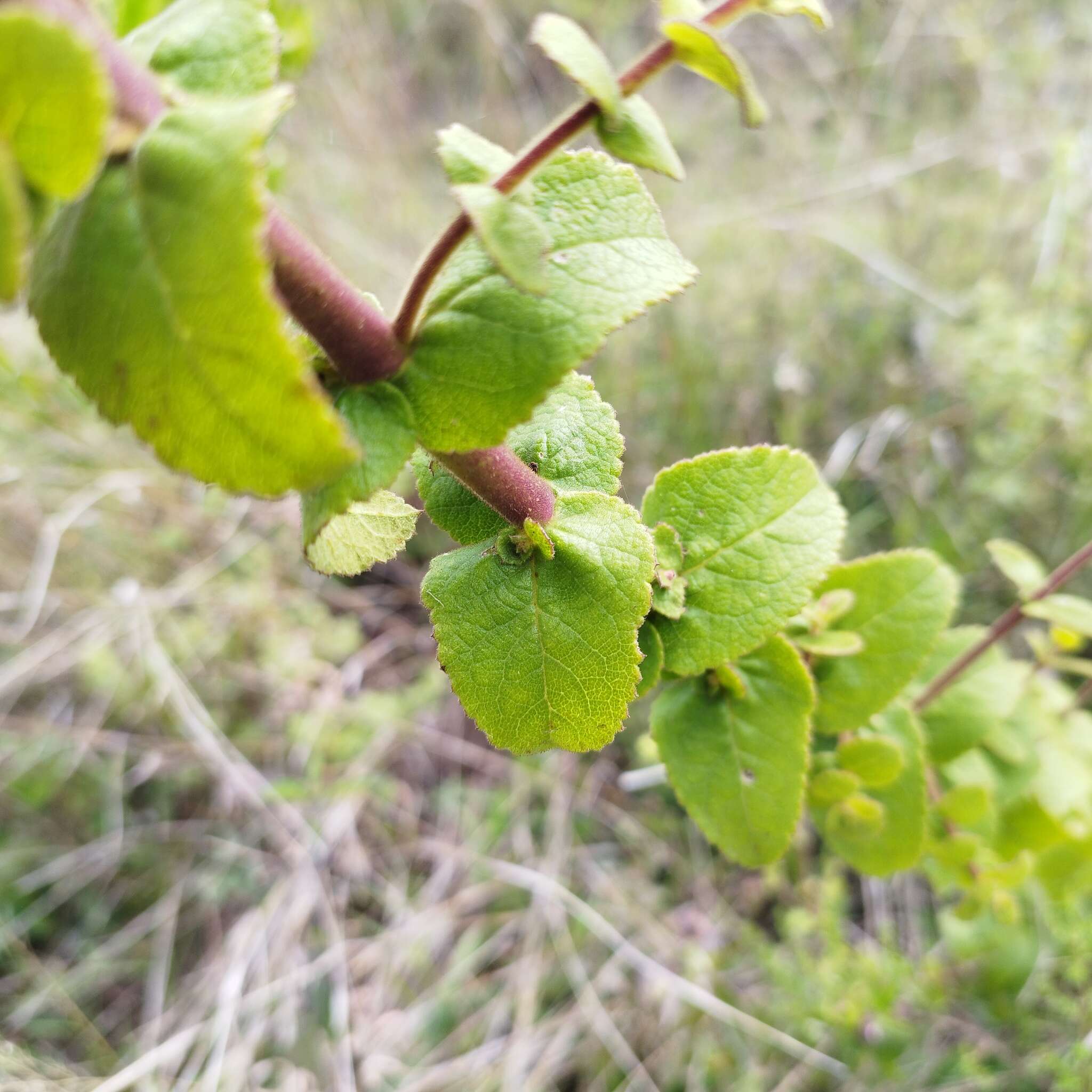 Image of Lamourouxia viscosa Kunth