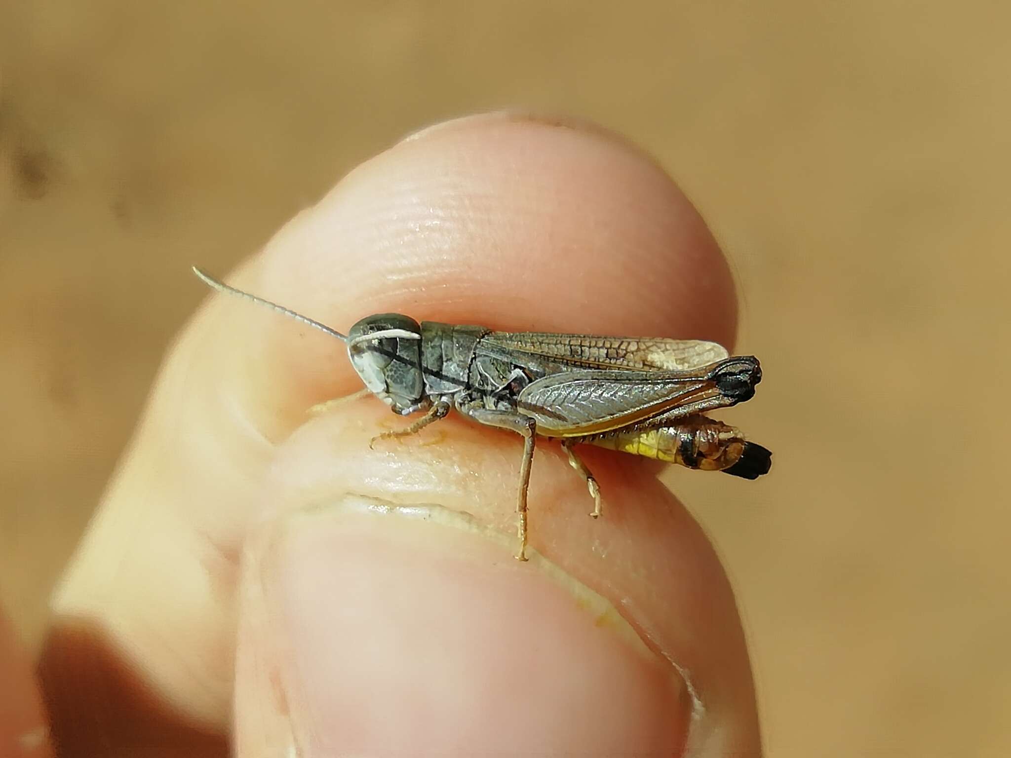 Plancia ëd Myrmeleotettix pallidus (Brunner von Wattenwyl 1882)