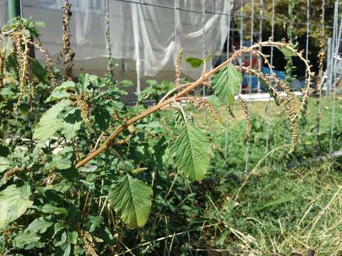 Image of slender amaranth