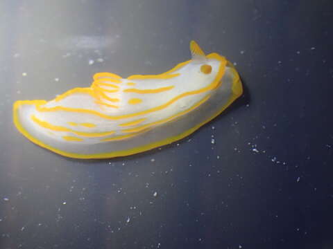 Image of Orange lined transluscent slug