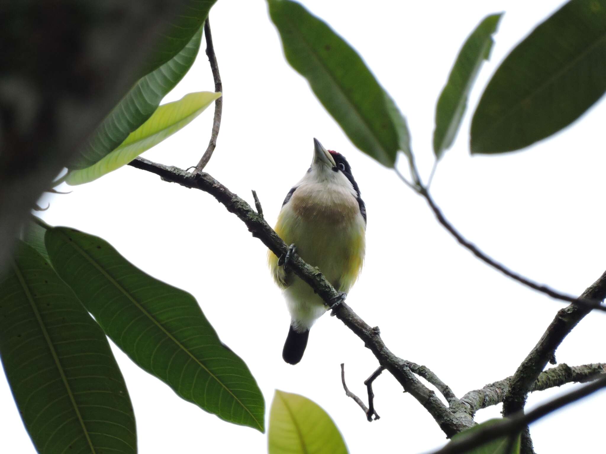 Image of White-mantled Barbet