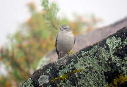 صورة Geospizopsis plebejus (Tschudi 1844)