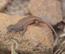 Image of Bronze Rock Skink