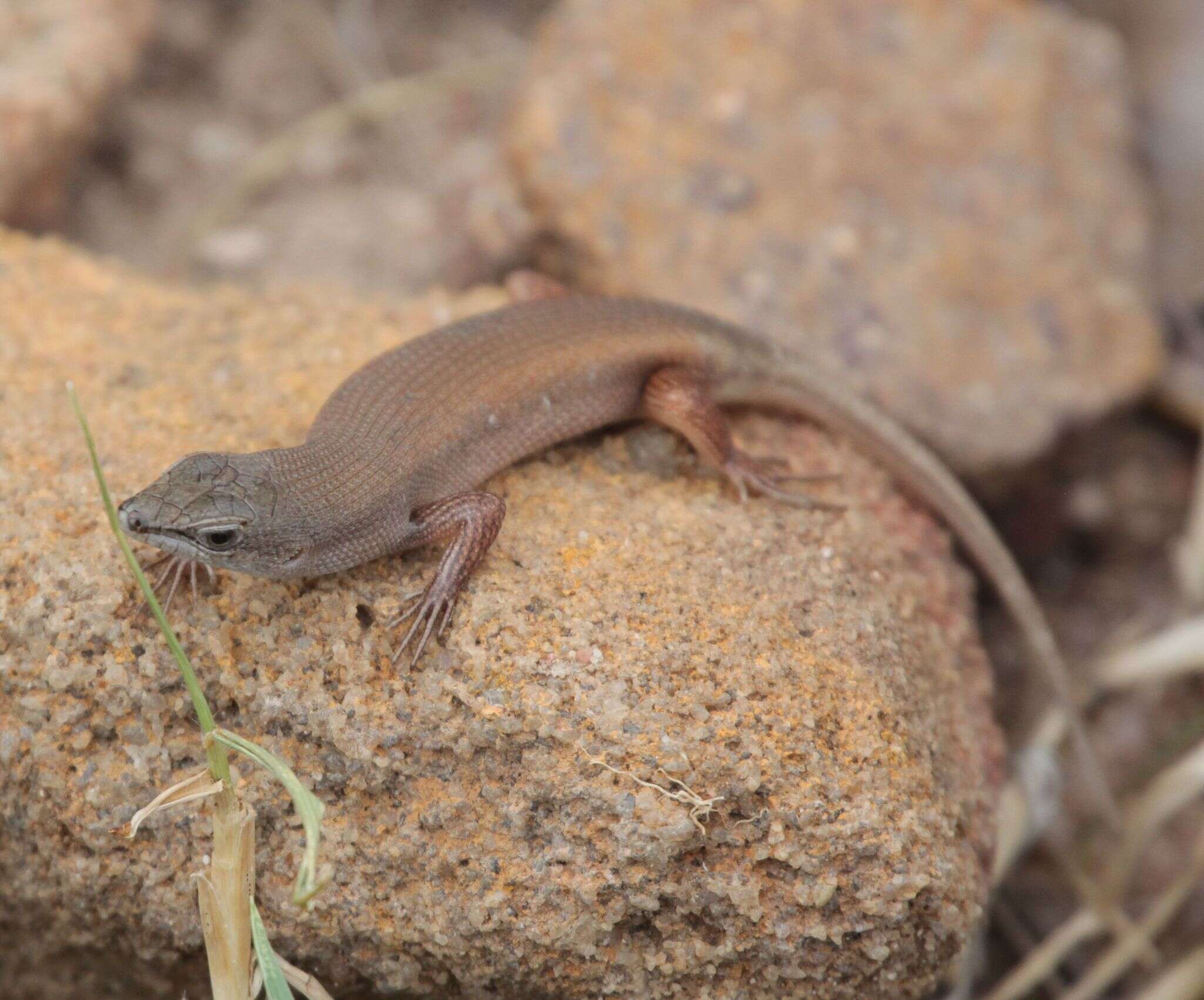 Imagem de Trachylepis lacertiformis (Peters 1854)