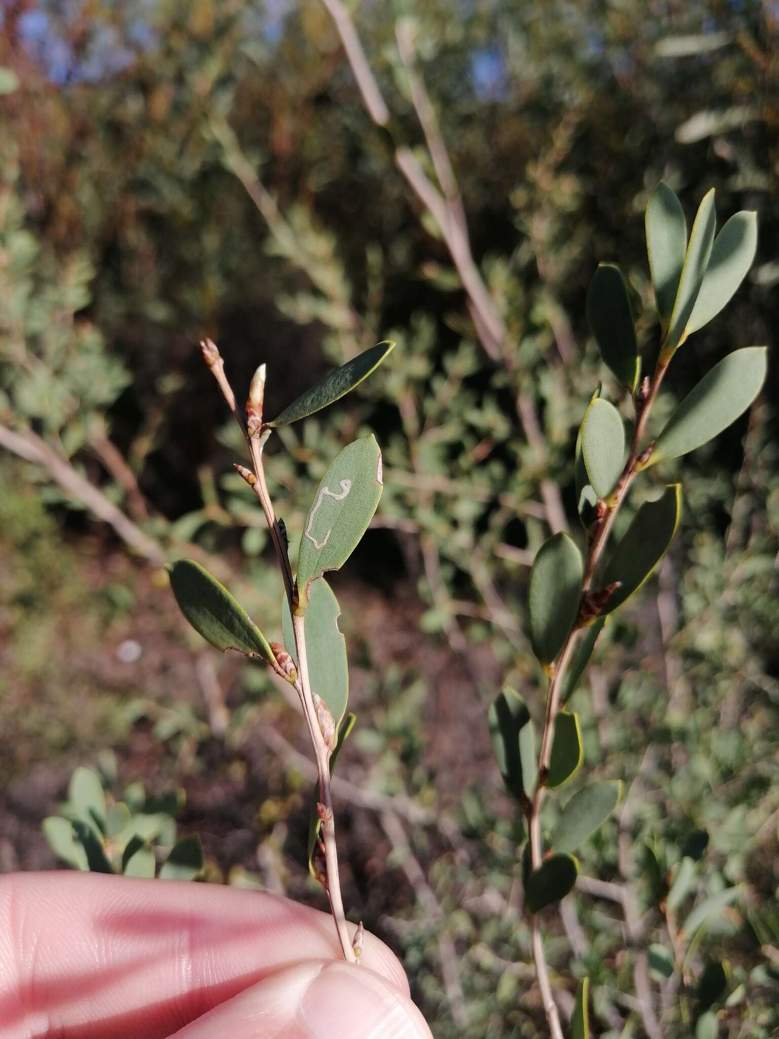 Image of Aristaea thalassias (Meyrick 1880)