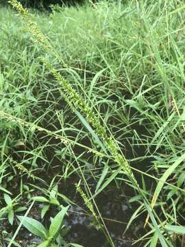 Plancia ëd Sacciolepis striata (L.) Nash