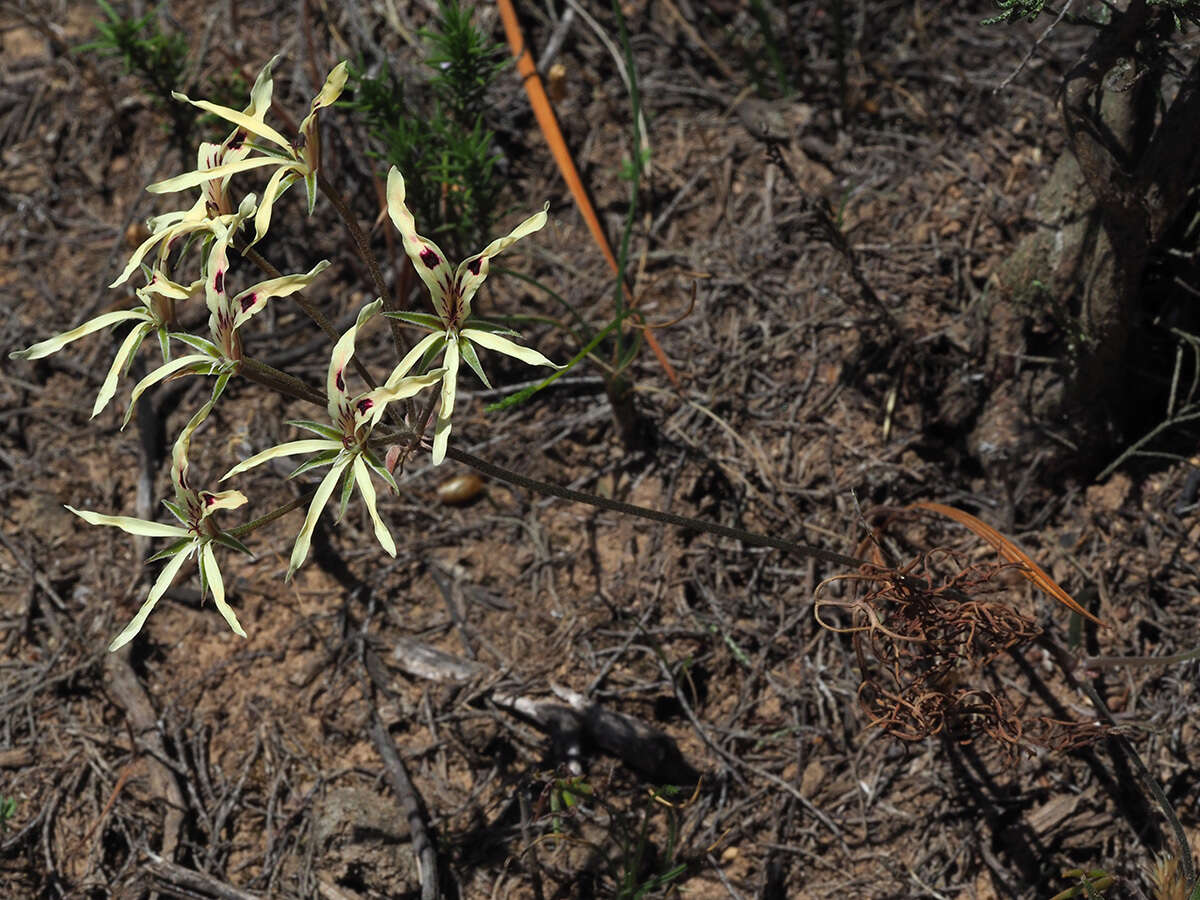 Image of Pelargonium fergusoniae L. Bolus