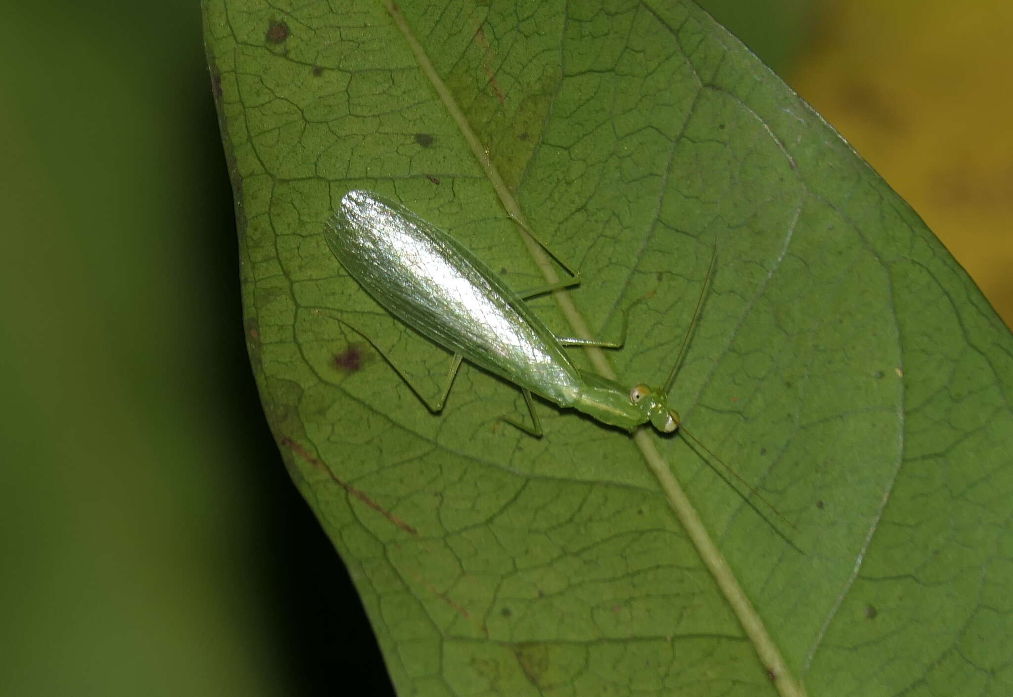 صورة Tropidomantis (Tropidomantis) gressitti Tinkham 1937