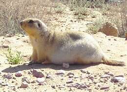 Image of Ground squirrels