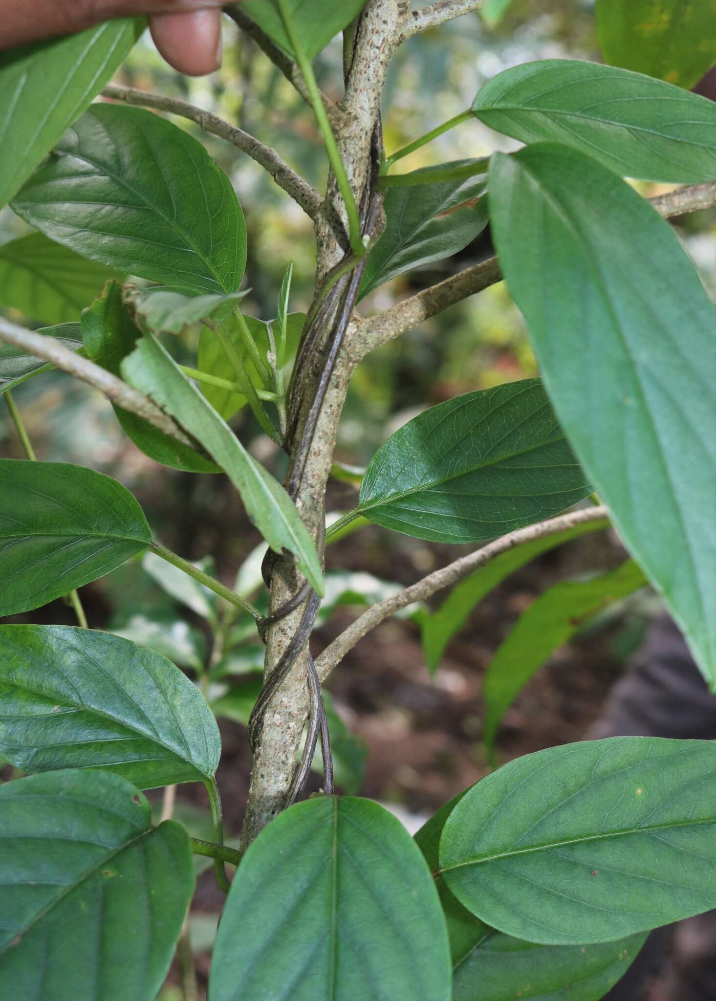 Image of Argyreia elliptica (Roth) Choisy