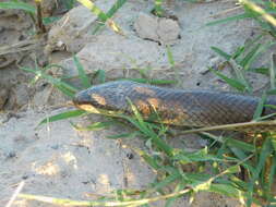 Image of Paraphimophis rusticus (Cope 1878)