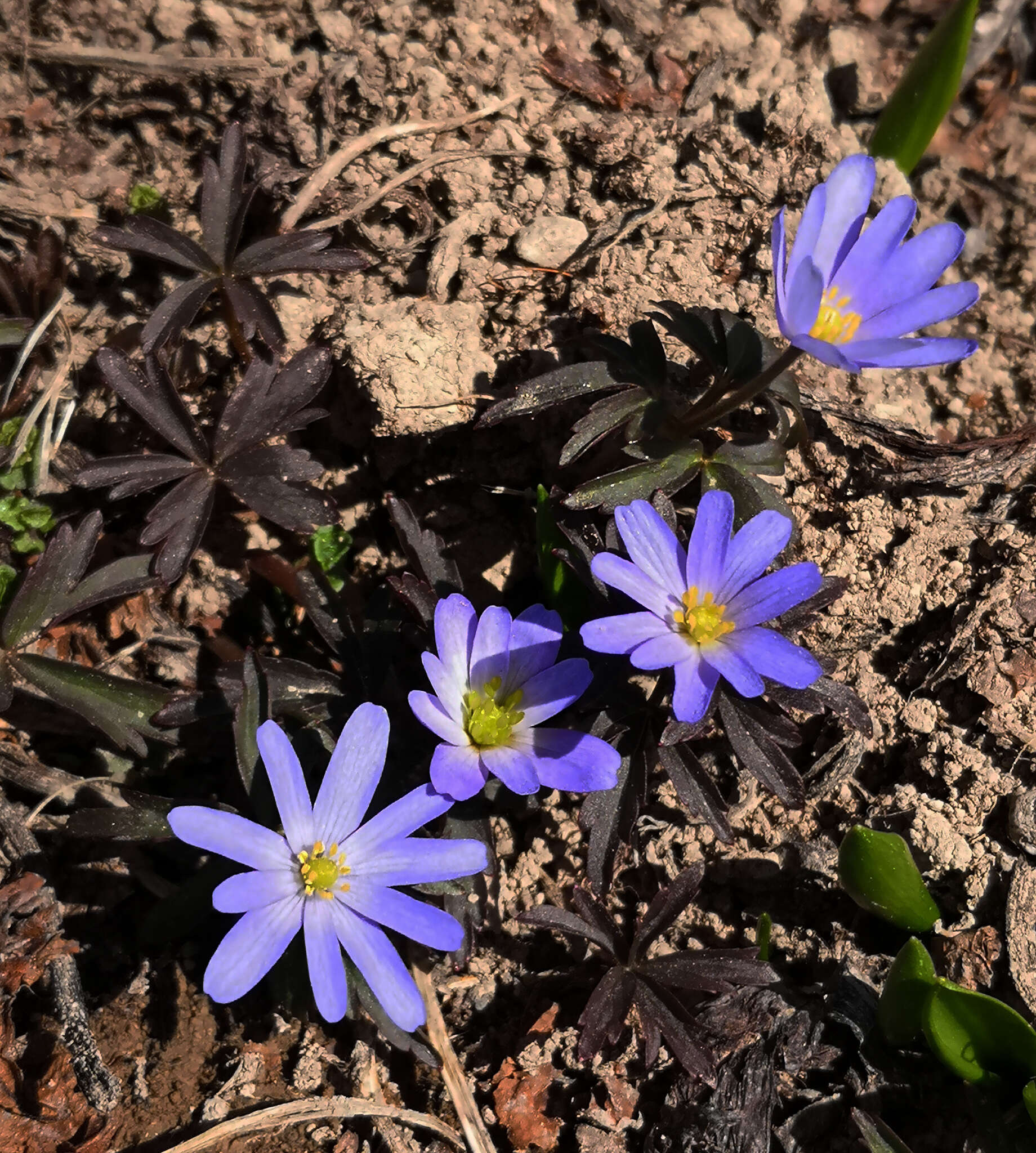 Anemone caucasica Willd. ex Rupr. resmi