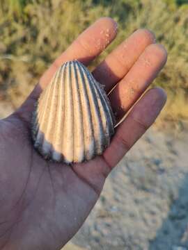 Image of Trachycardium procerum (G. B. Sowerby I 1833)