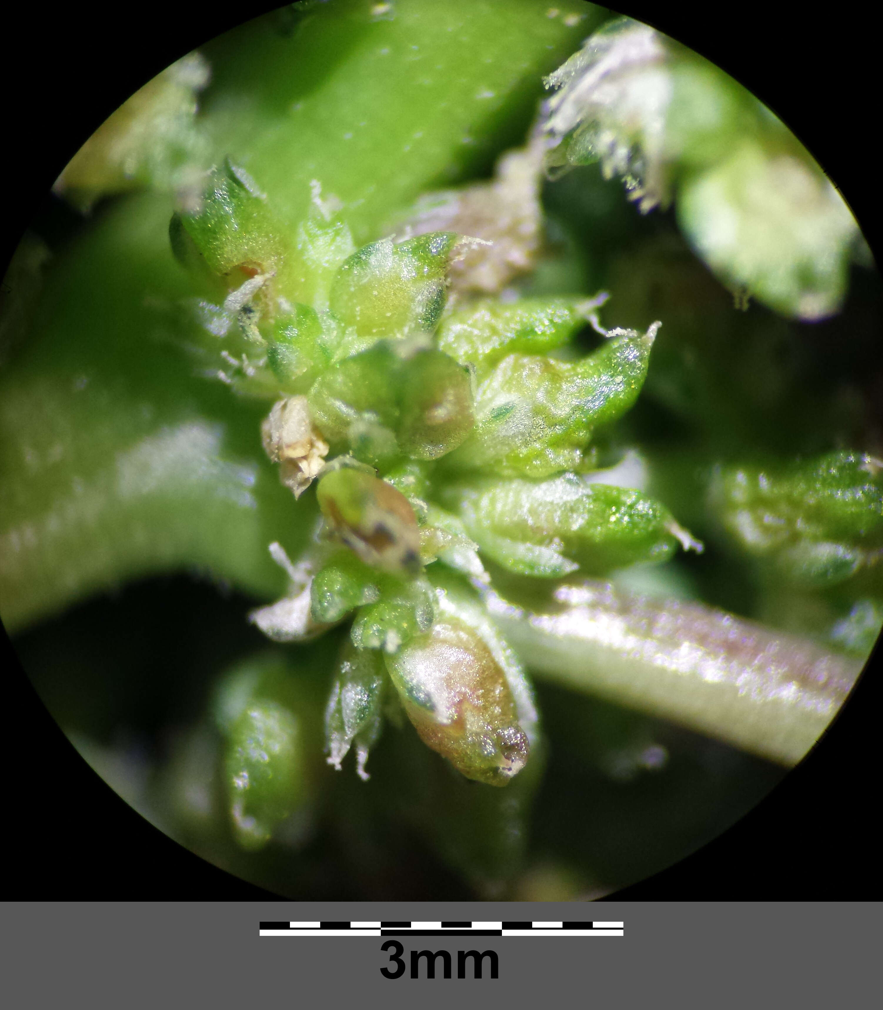 Image of slender amaranth