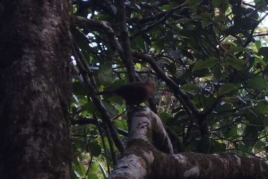 Image of Ashy-headed Laughingthrush