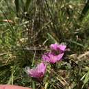 Image of dwarf checkerbloom