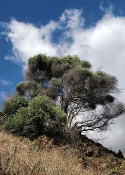 Image de Olea europaea subsp. cerasiformis G. Kunkel & Sunding