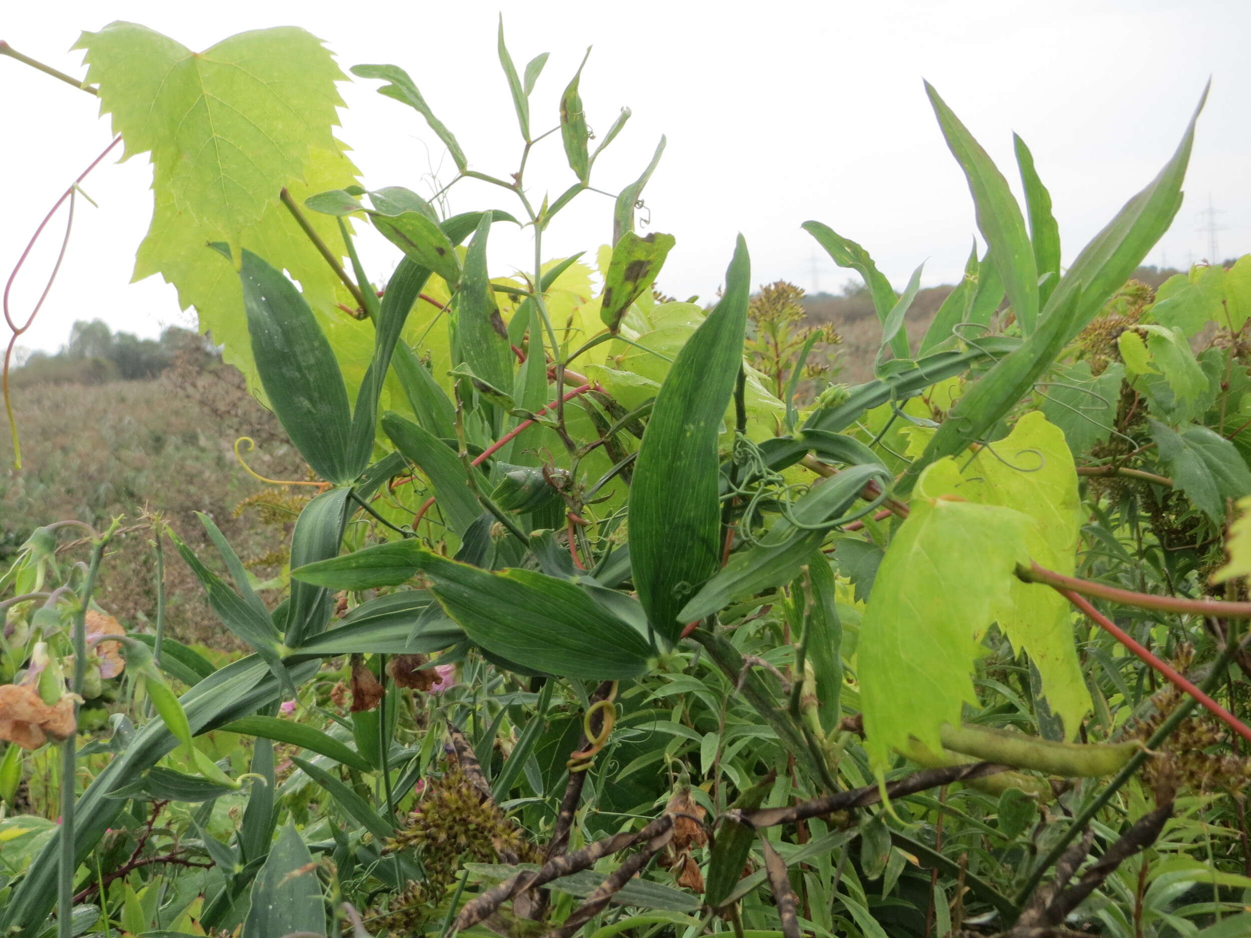 Image of Everlasting pea