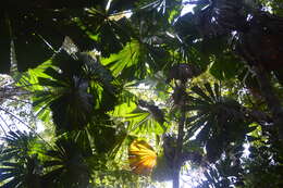 Image of Licuala fan palm