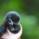 Image of Jameson's Wattle-eye