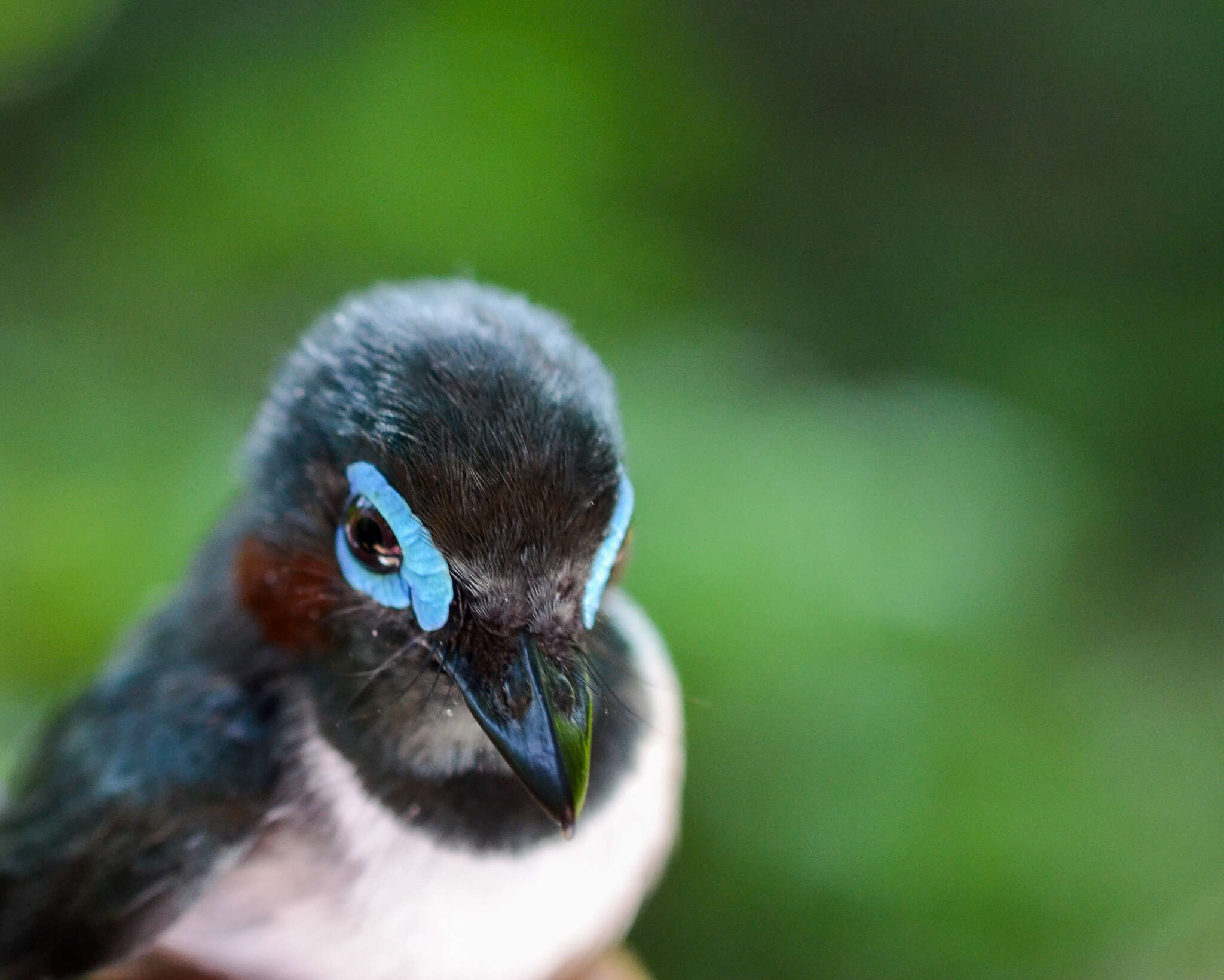 Image of Jameson's Wattle-eye