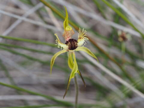 Image of Arrowsmith spider orchid