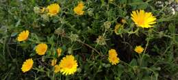 Image of Calendula suffruticosa Vahl