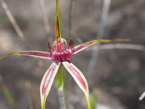 Caladenia lorea Hopper & A. P. Br.的圖片