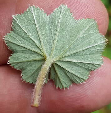 Image of Lachemilla pectinata (Kunth) Rothm.