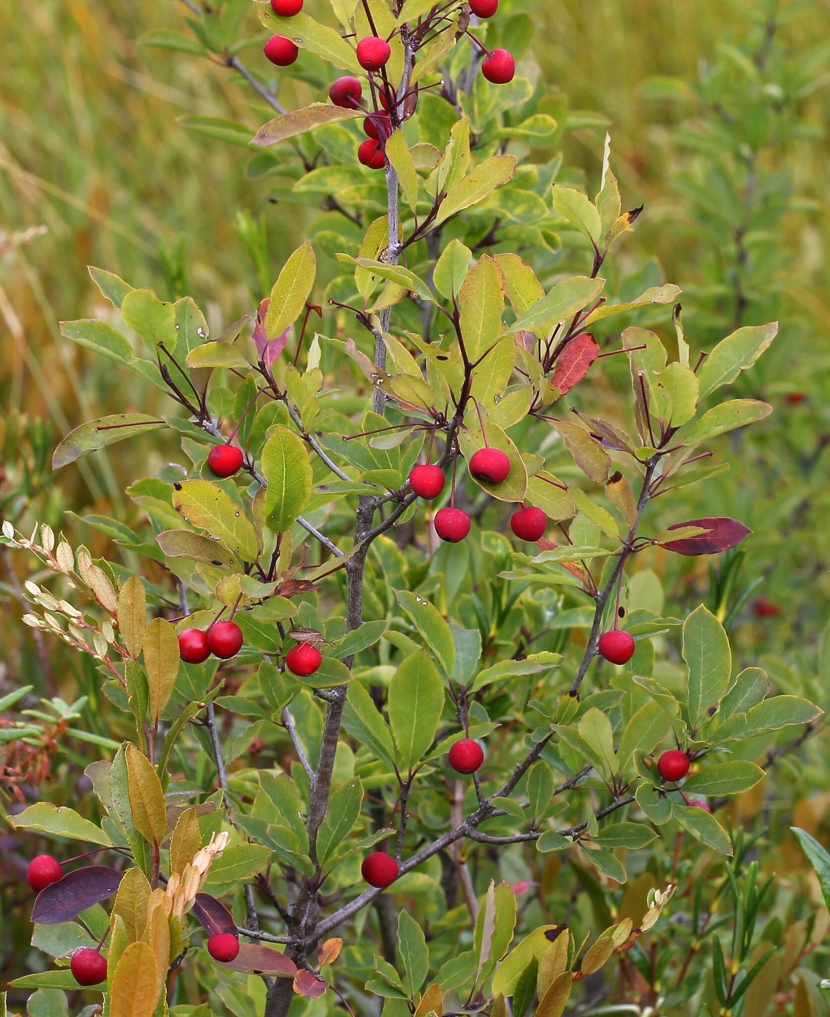 Plancia ëd Ilex mucronata (L.) M. Powell, V. Savolainen & S. Andrews