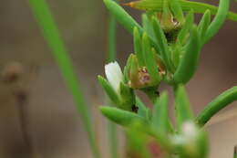 Imagem de Delosperma herbeum (N. E. Br.) N. E. Br.