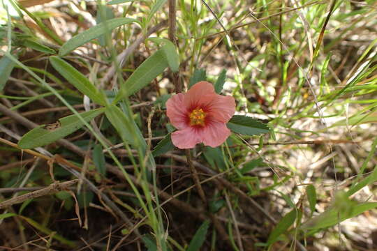 Image of bracted fanpetals