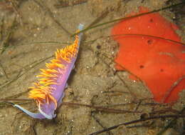 Image of Flabellinopsis MacFarland 1966