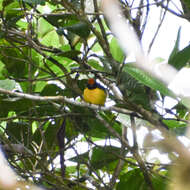 Image of Tawny-capped Euphonia