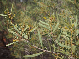 Image of Acacia sibirica S. Moore