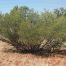 Sivun Acacia sibirica S. Moore kuva