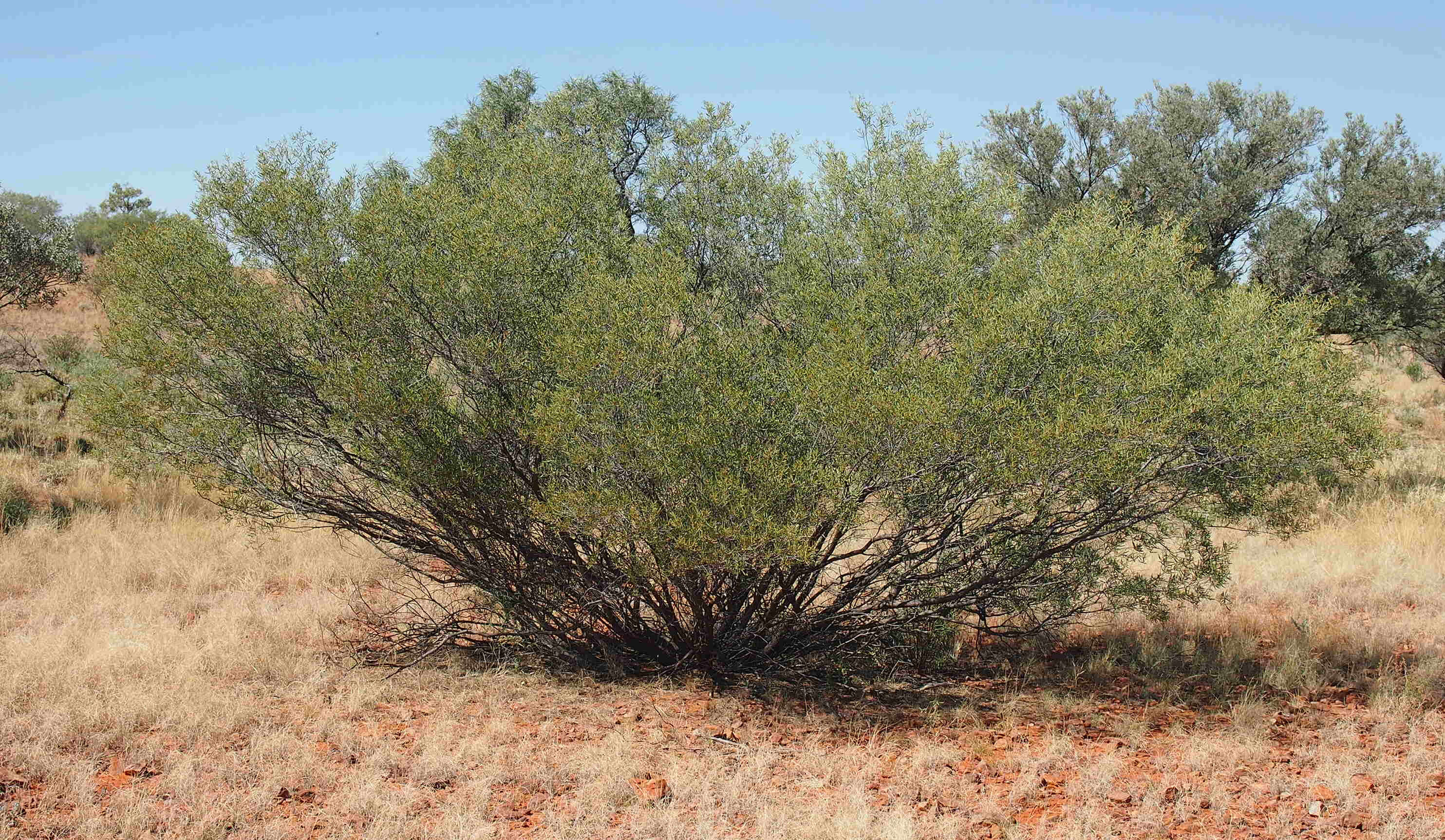 Image of Acacia sibirica S. Moore