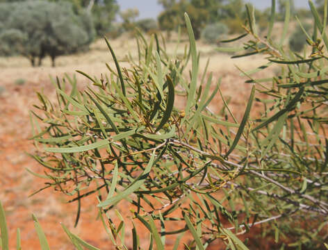 Image of Acacia sibirica S. Moore