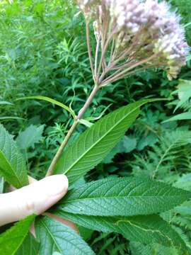 Sivun Eutrochium maculatum (L.) E. E. Lamont kuva