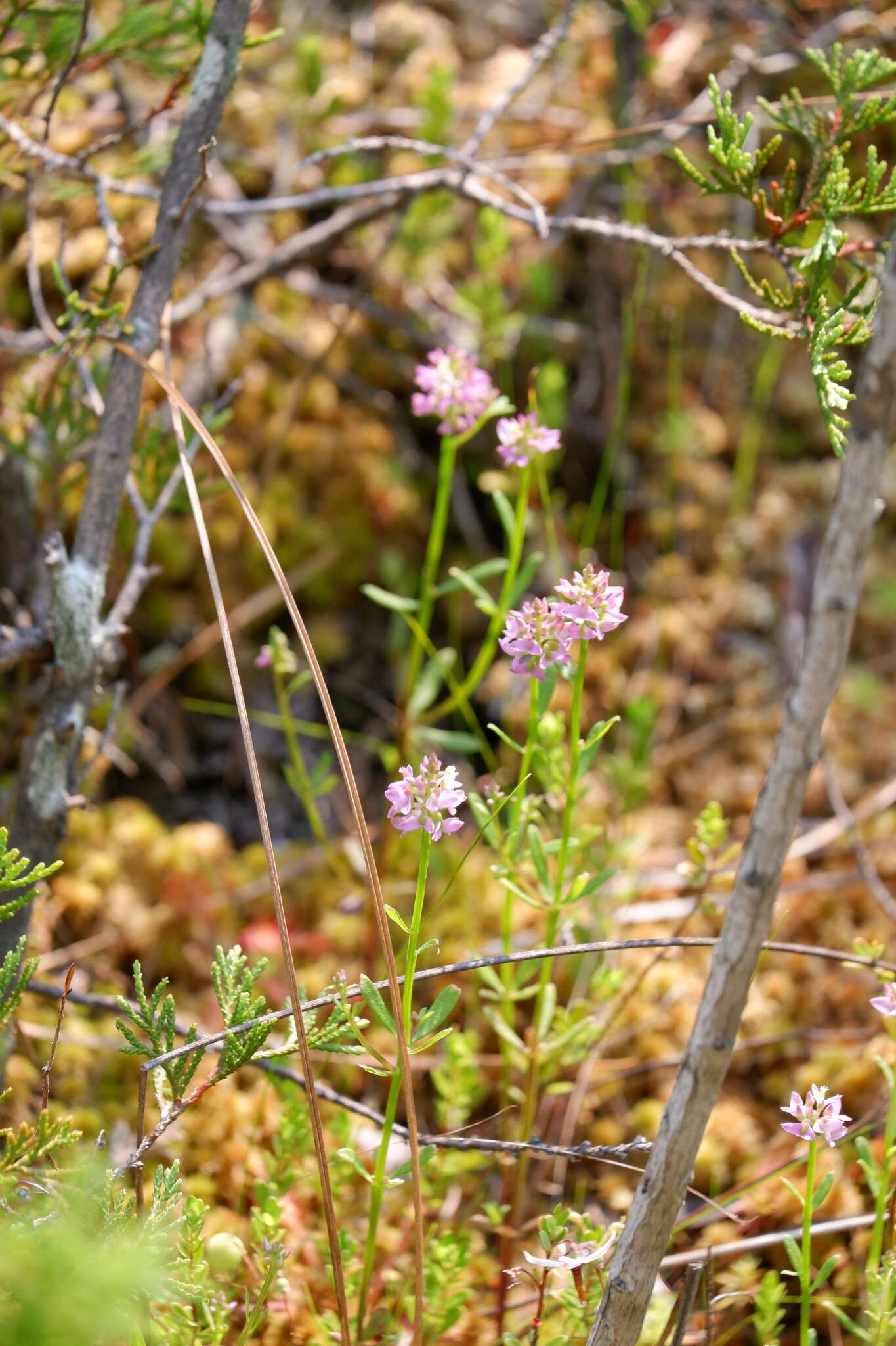 Image of Little-Leaf Milkwort