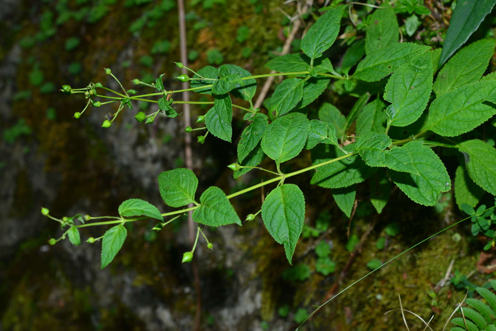 Image de Scrophularia yoshimurae T. Yamaz.