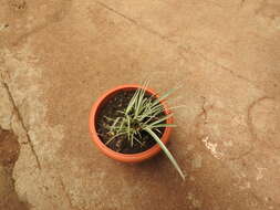 Image of Dwarf Sedge