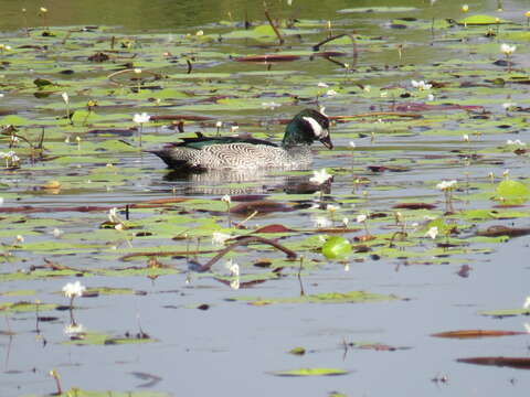 Image of Green Pygmy Goose