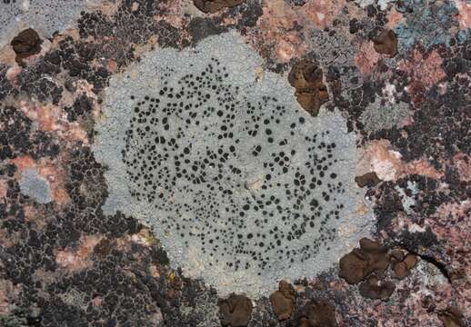 Image of lecidea lichen