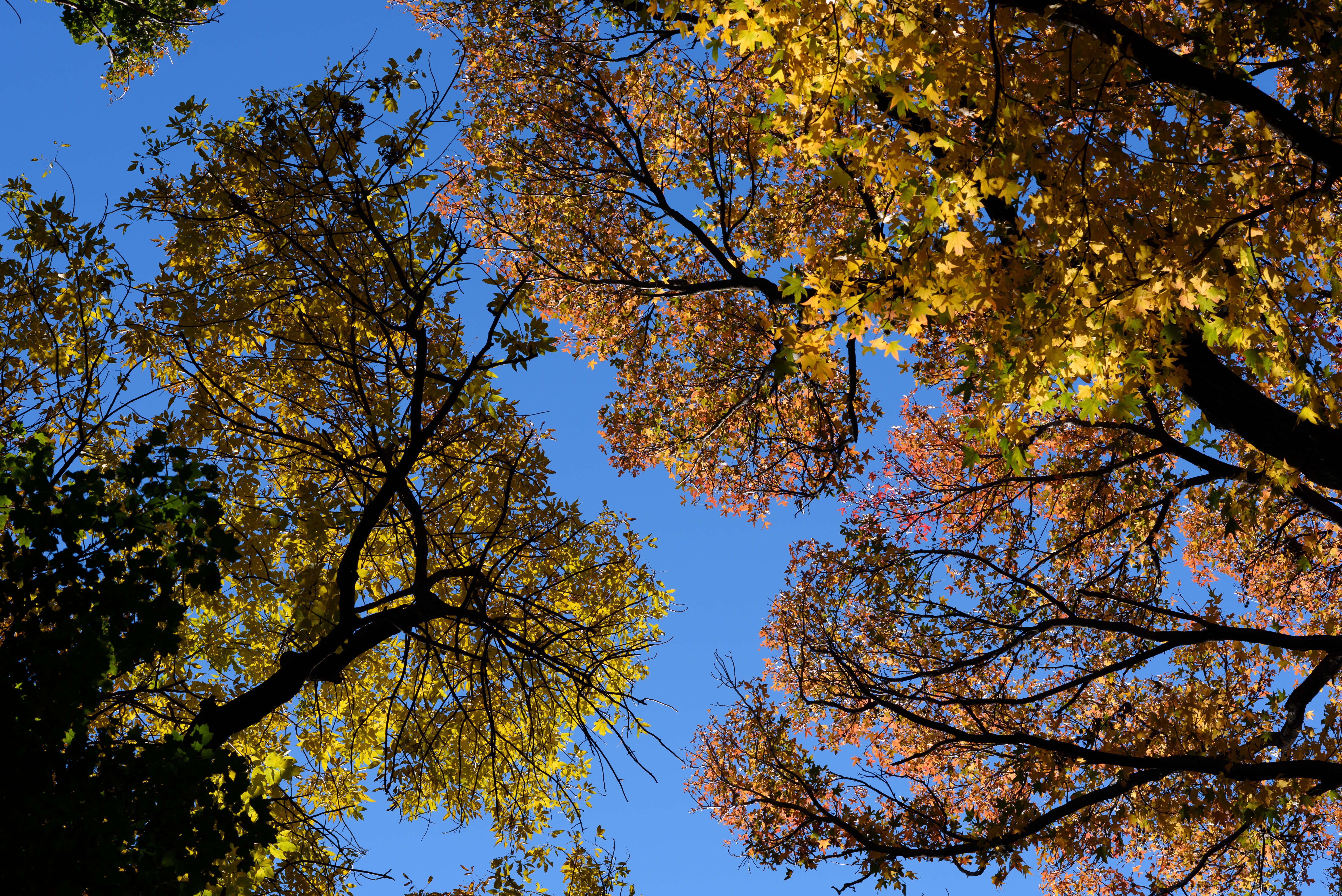 Image of green ash