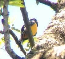 Image of Gartered Trogon